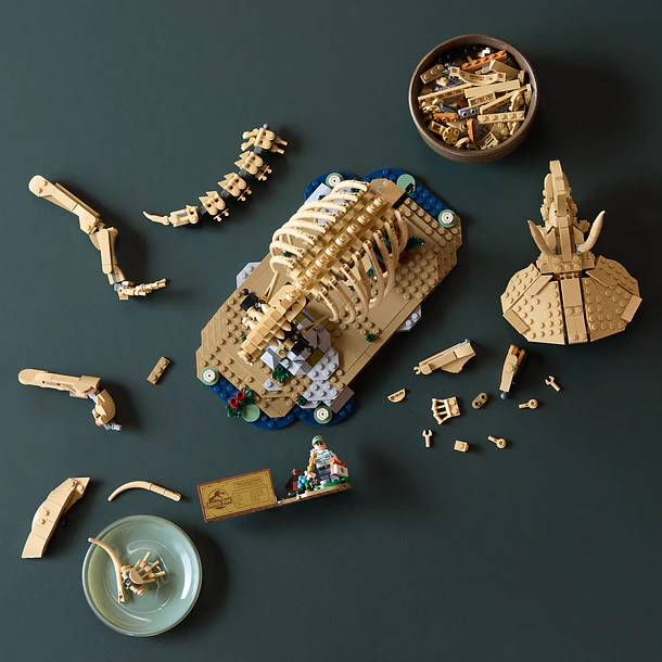 Fósseis de Dinossauros: Triceratops 8