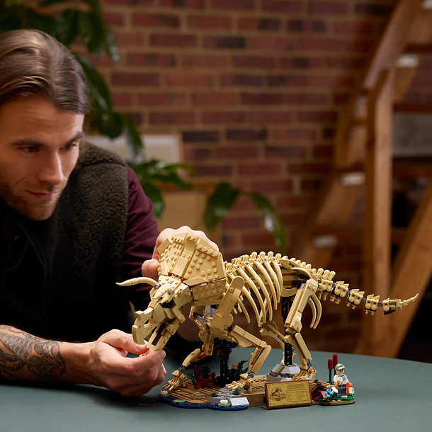 Fósseis de Dinossauros: Triceratops 10