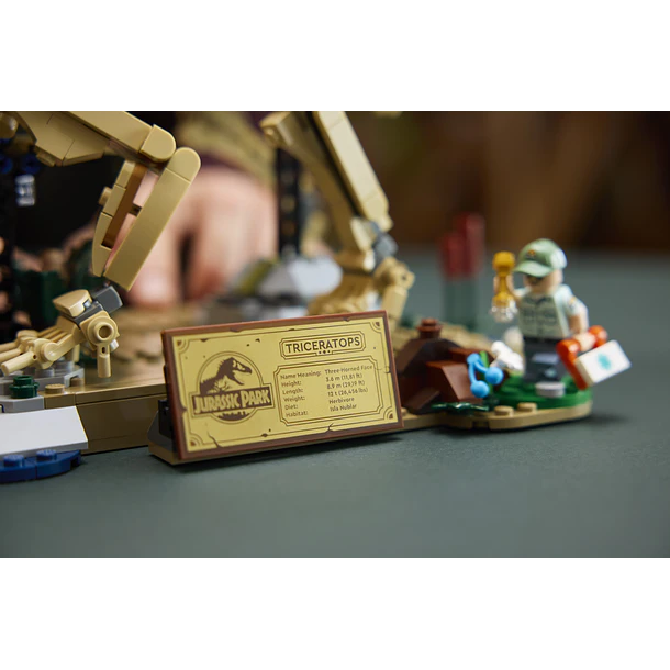 Fósseis de Dinossauros: Triceratops 9