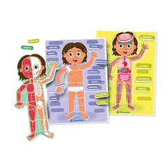 Montessori - O Corpo Humano