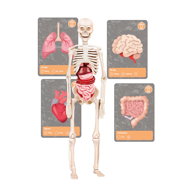 História da Vida na Terra 7