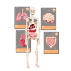 História da Vida na Terra 7