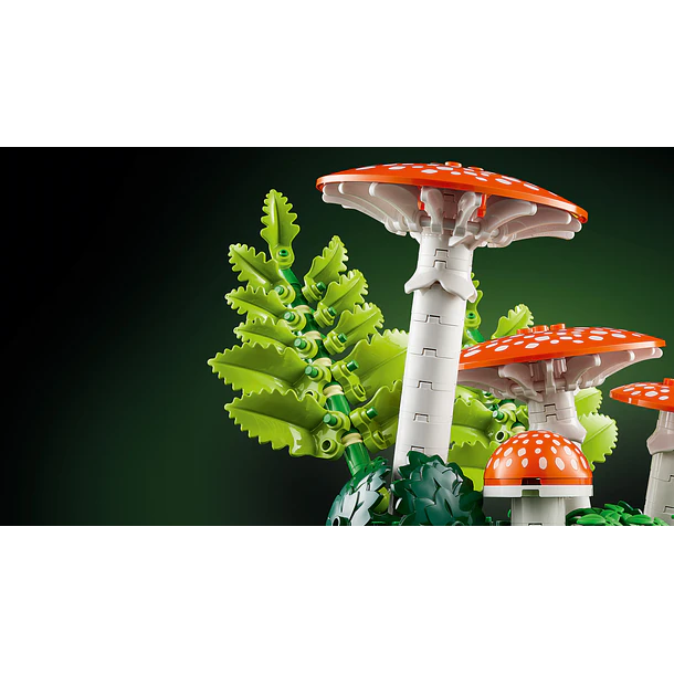 Cogumelos Silvestres 5