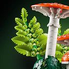 Cogumelos Silvestres 5