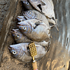Descamador de pescados Japones