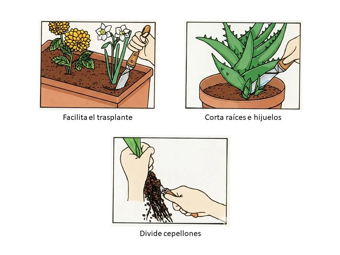 Cuchillo para Trasplante. Hoja 20 cm. 4