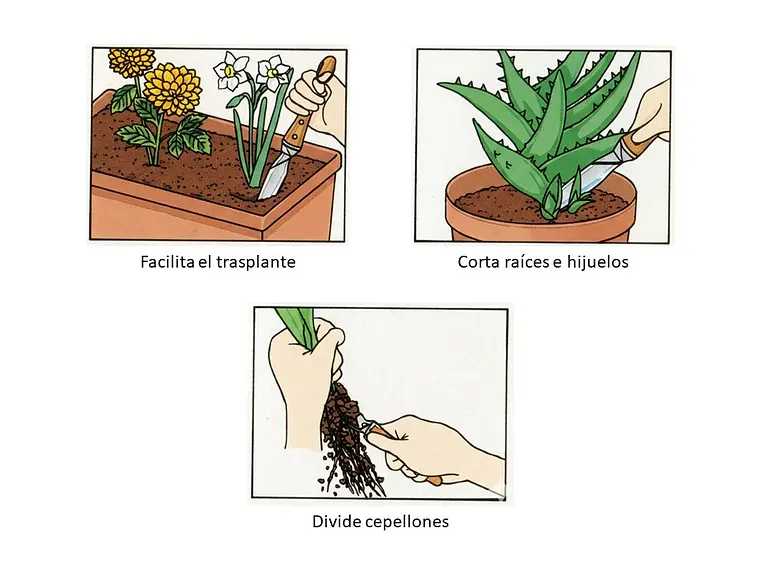 Cuchillo para Trasplante. Hoja 20 cm. 4