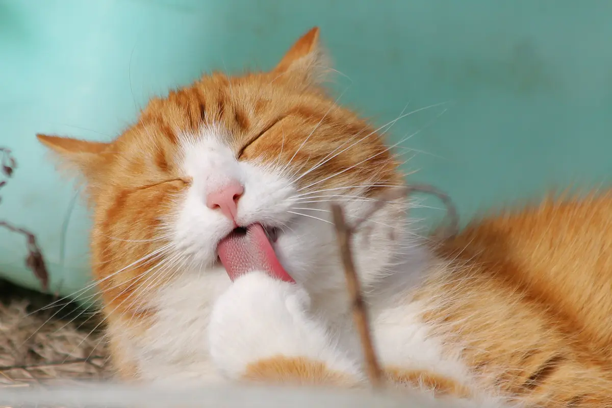 Snack Gatos
