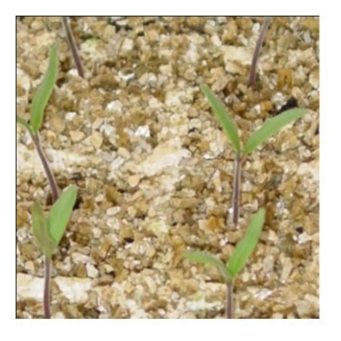 Vermiculita Gruesa 90 Litros 3