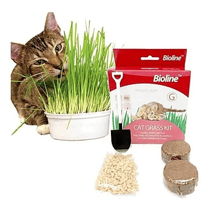 Juguete Gato Cat Grass Hierba Gatera Catnip Pasto Bioline