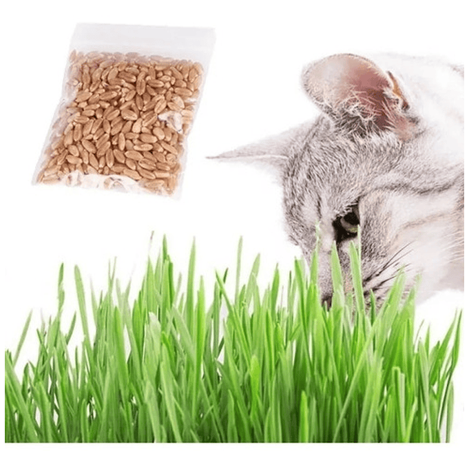 Juguete Gato Cat Grass Hierba Gatera Catnip Pasto Bioline 3