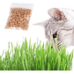 Juguete Gato Cat Grass Hierba Gatera Catnip Pasto Bioline - Miniatura 3