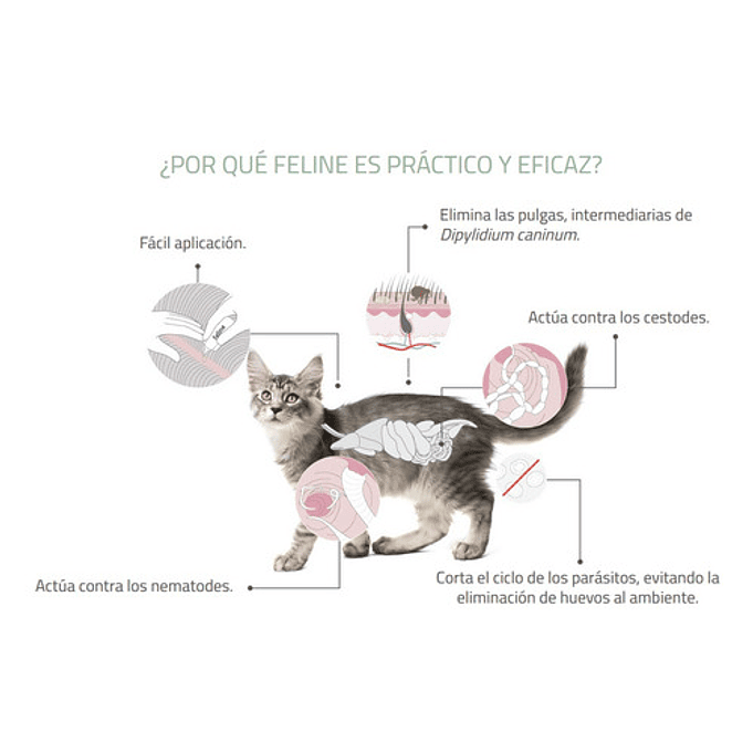 Pipeta Para Gato Feline Labyes Full Spot 2 A 5 Kg Gato 3