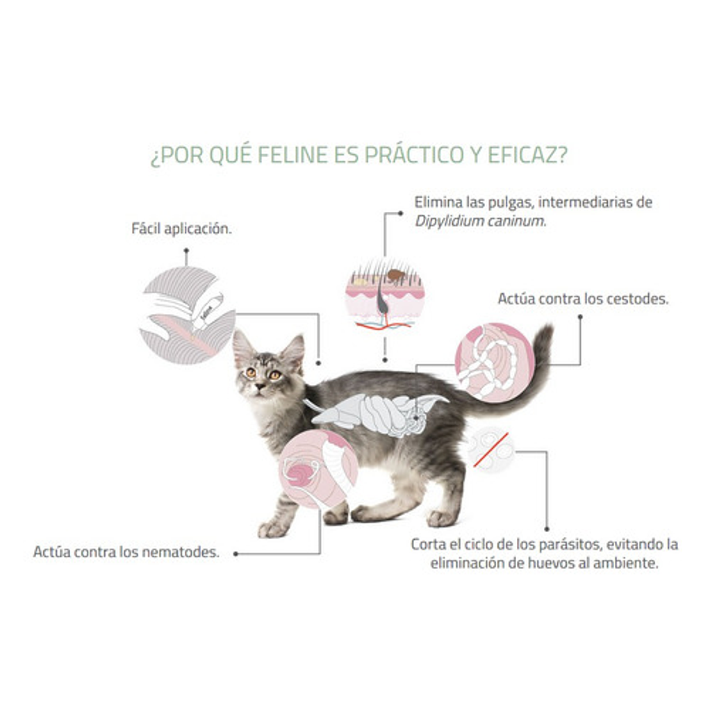 Pipeta Para Gato Feline Labyes Full Spot On Mayor A 5kg 2