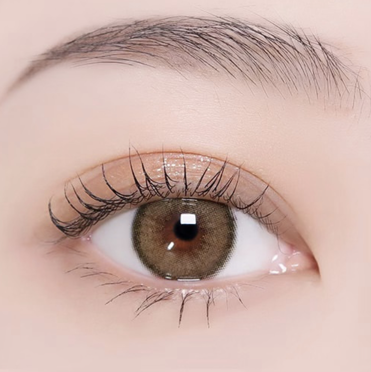 Beige Brown Magister