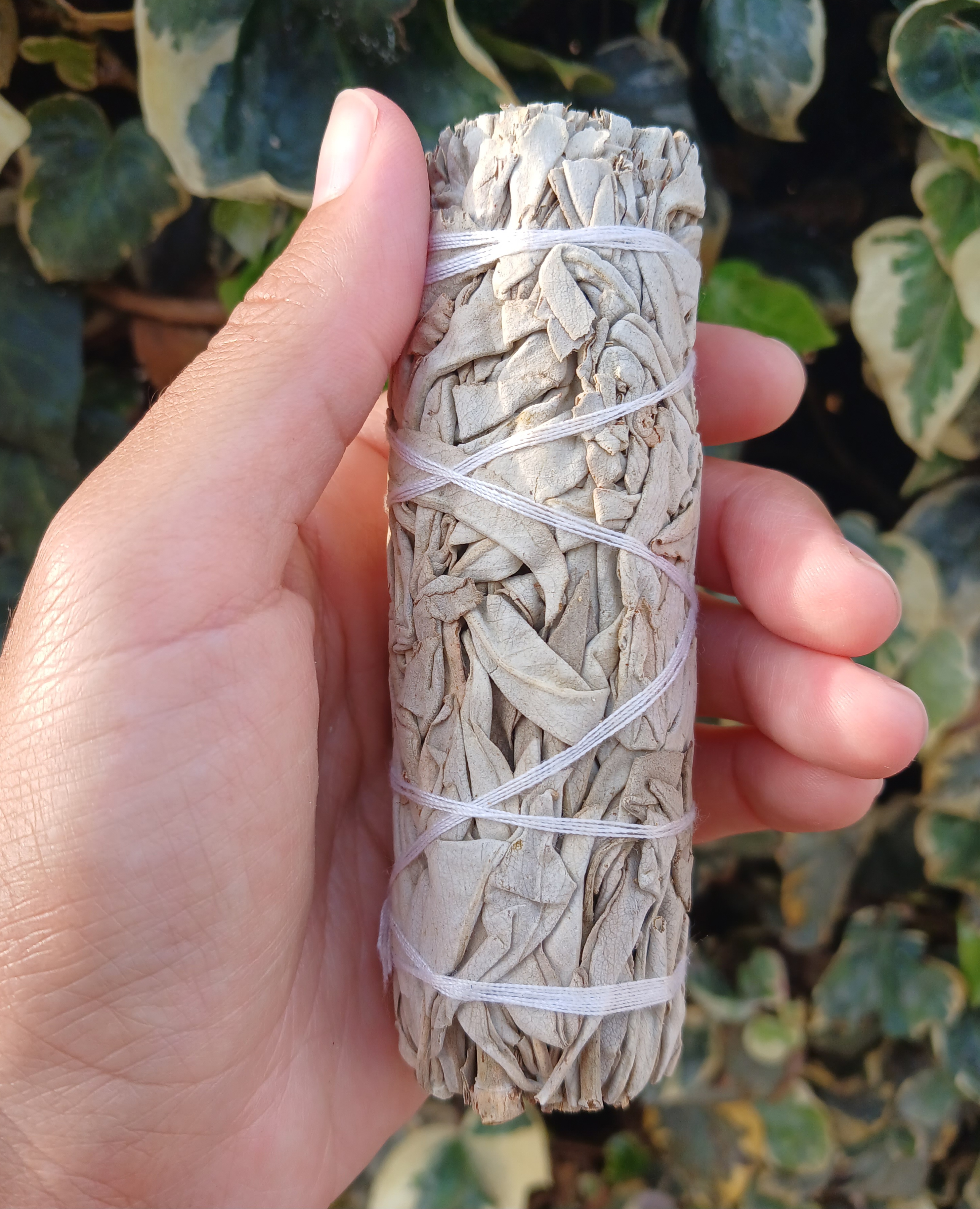 Salvia Blanca Californiana 10cms