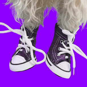 Zapatos Converse para perro talla 5