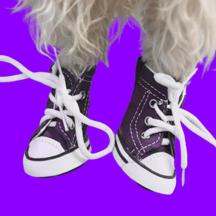 Zapatos Converse para perro talla 5 1