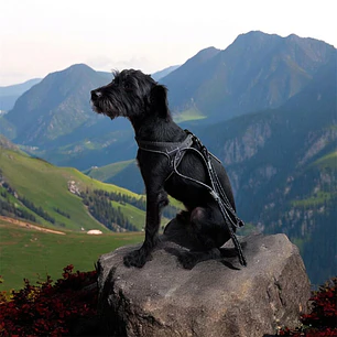 WONDER DOG - Cuerpo + Trailla - Talla S