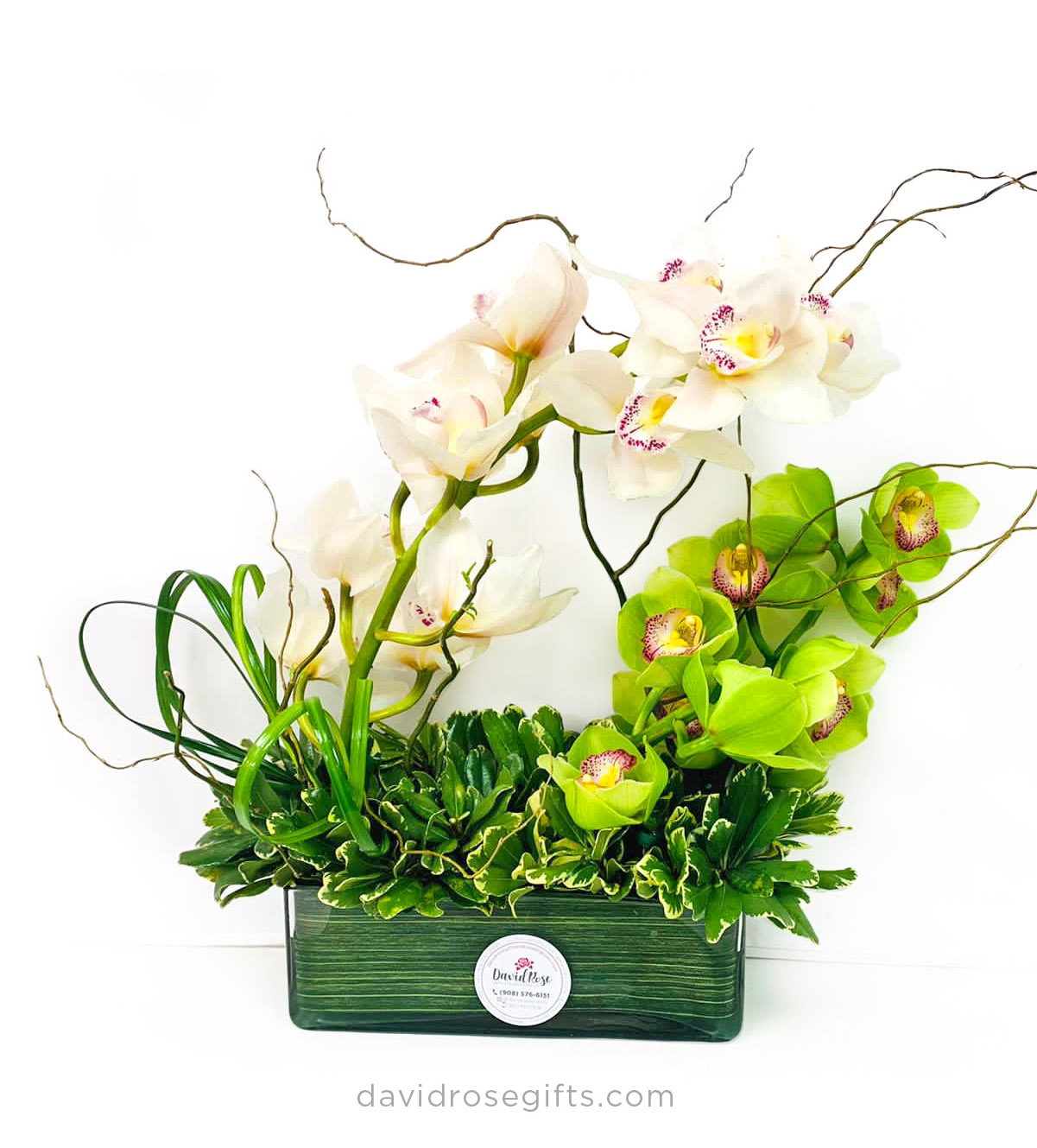Ultimate Elegance Orchid