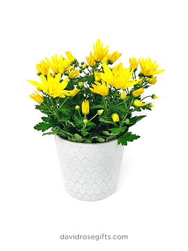 Daisy Pot