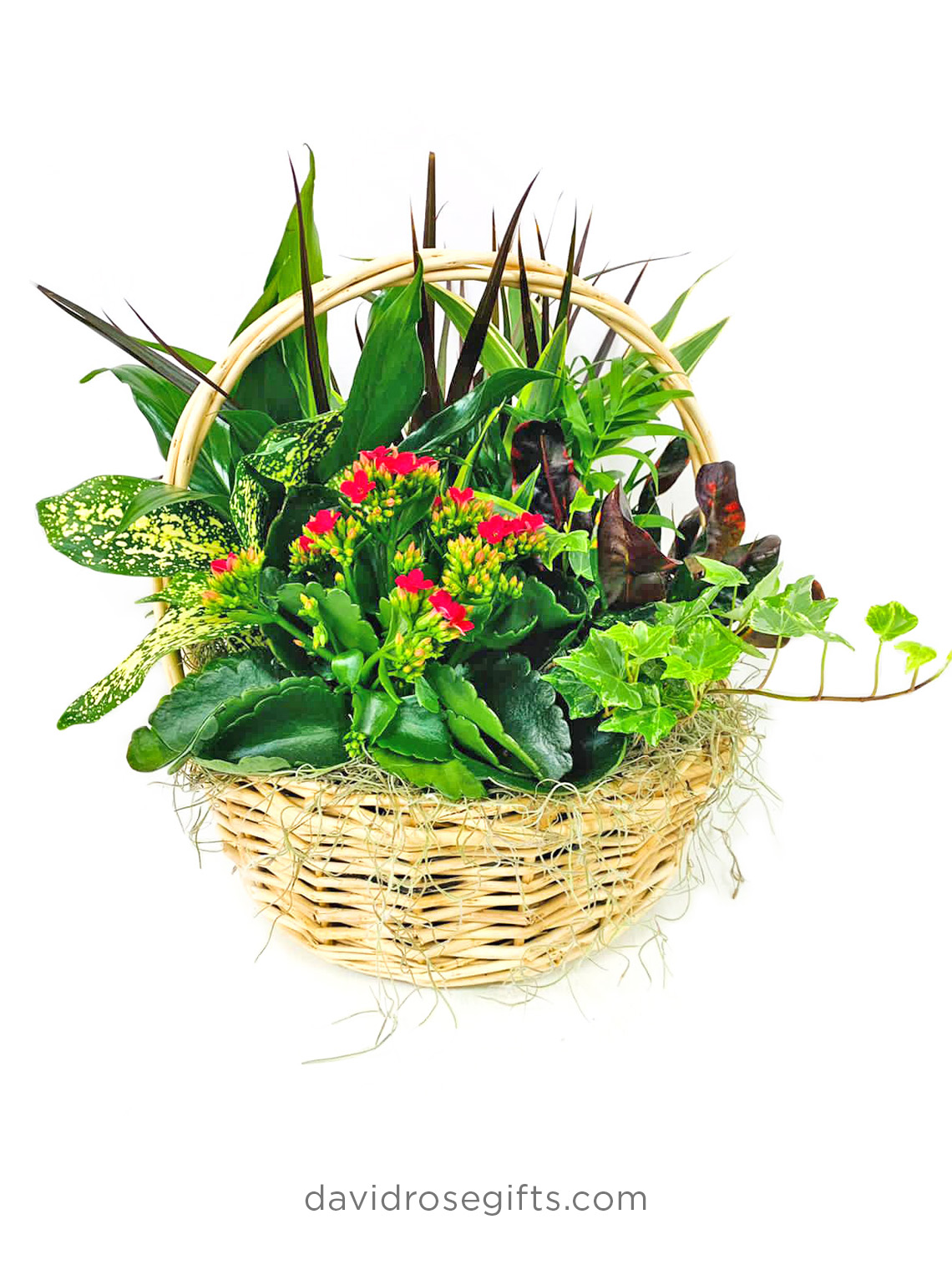 Dish Garden Basket