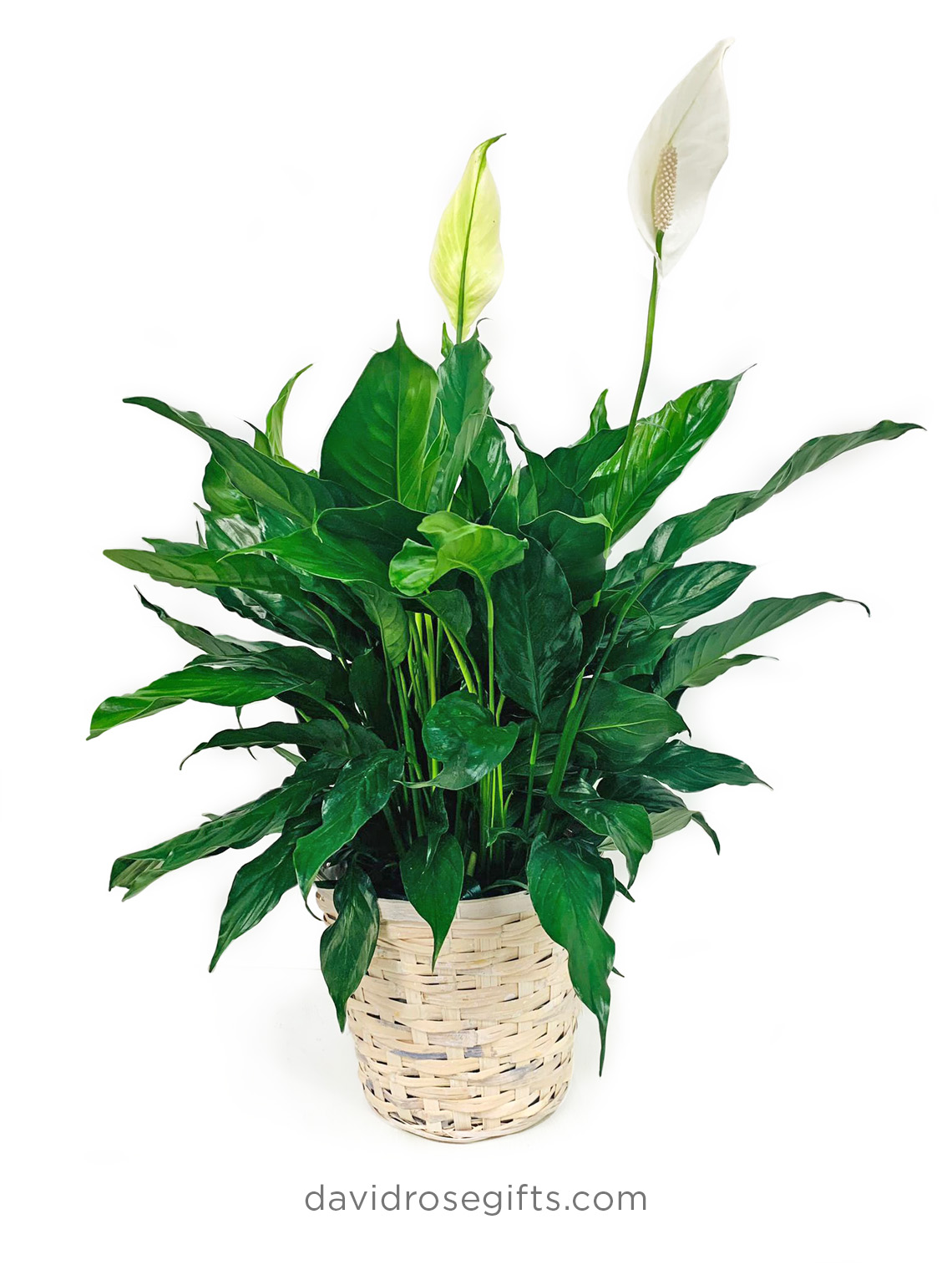 Peace Lily Floor Plant (SPATHIPHYLLUM)