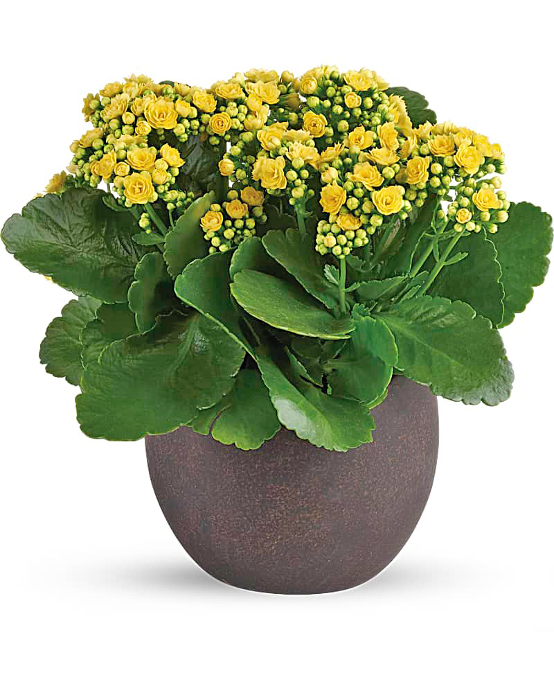Lovely Yellow Kalanchoes