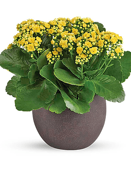 Lovely Yellow Kalanchoes