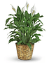 Elegant Spathiphyllum