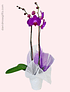 Simple Orchid