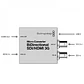 Blackmagic Design Micro Convertidor Bidireccional SDI/HDMI 3G - thumbnail 2