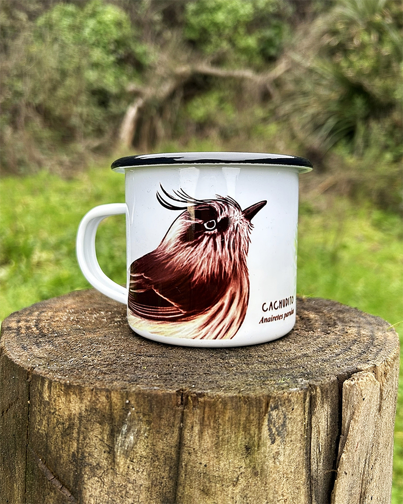 Enlozado Cachudito
