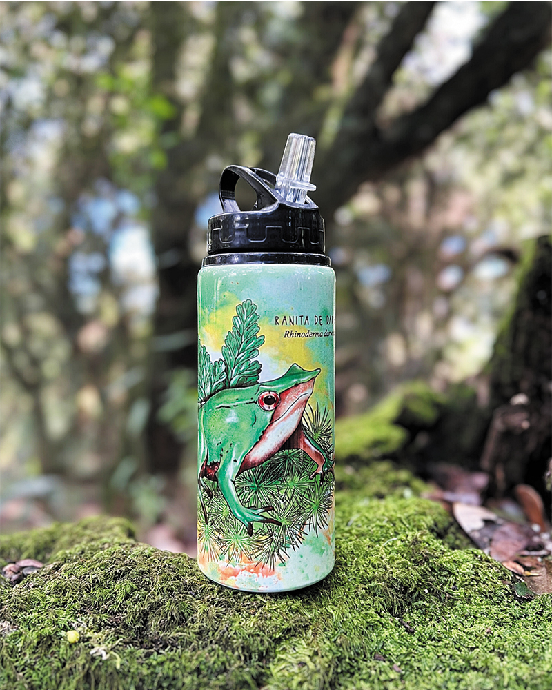 Botella 600ml Ranita de Darwin