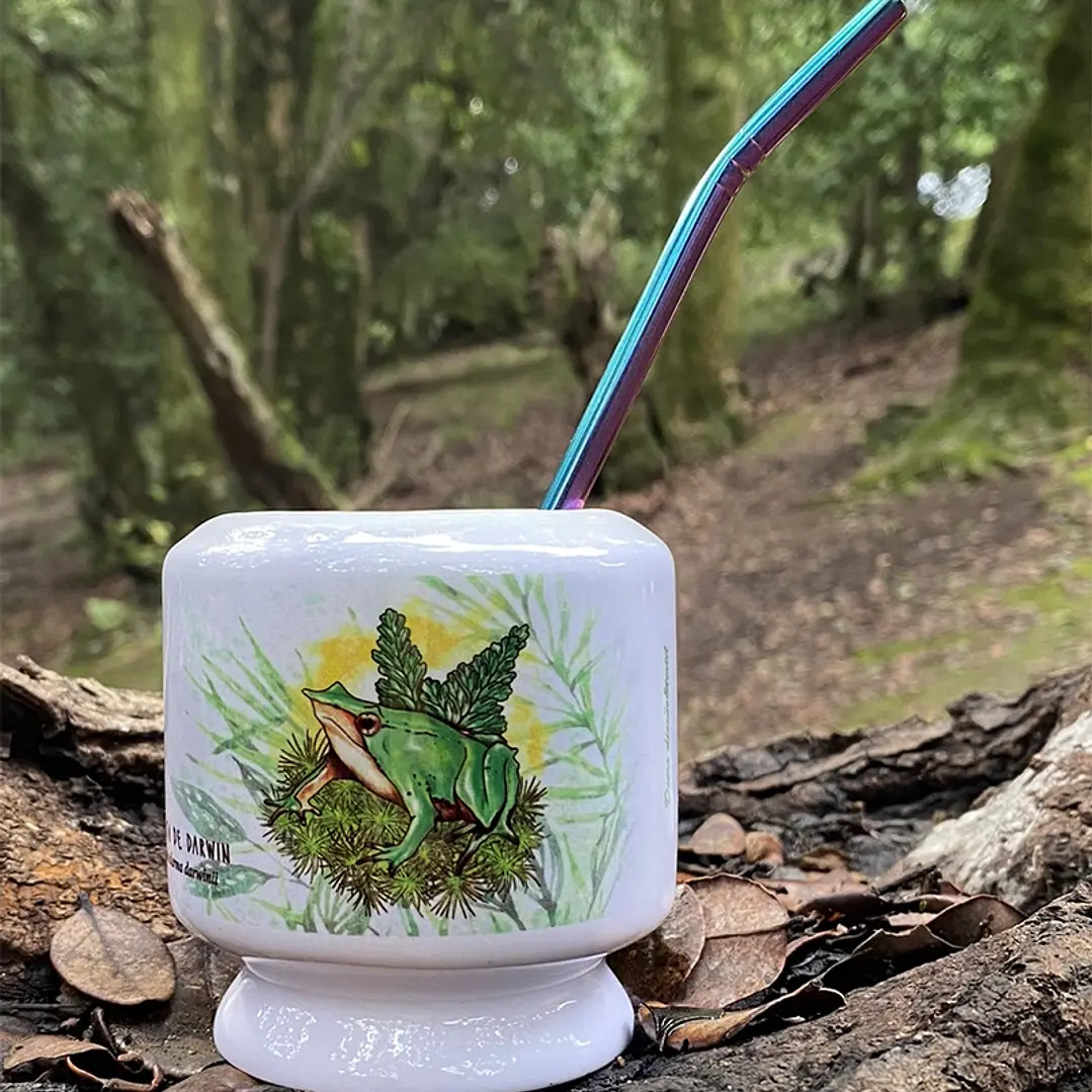 Mate Ranita de Darwin 2