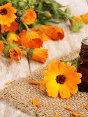 Aceite esencial caléndula 