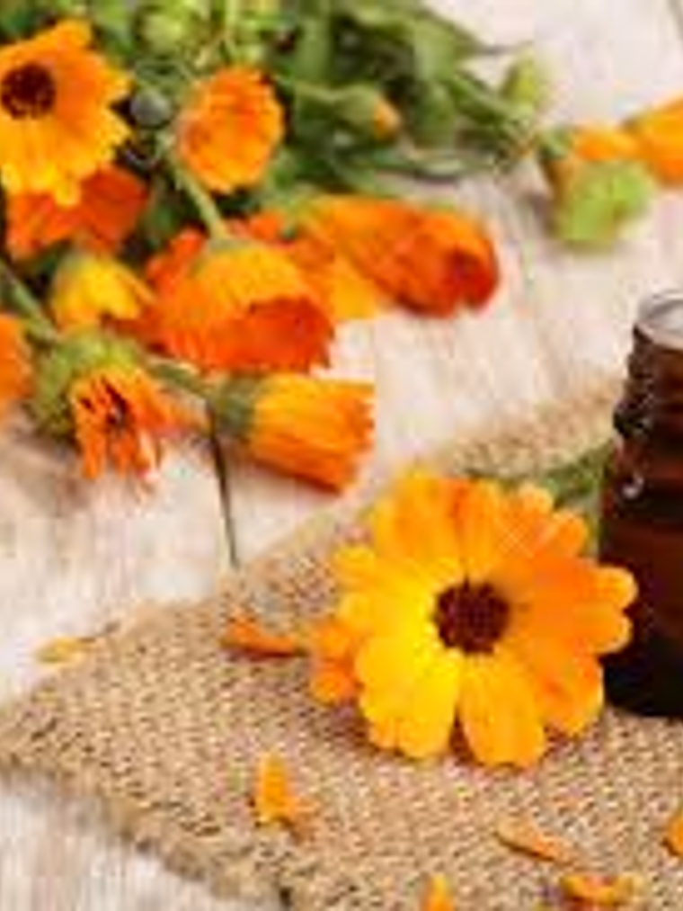 Aceite esencial caléndula  1