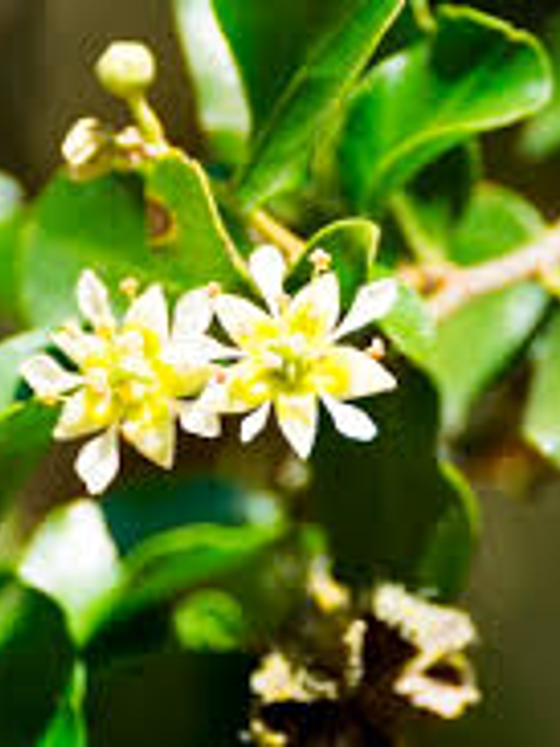 Esencia de Quillay 1