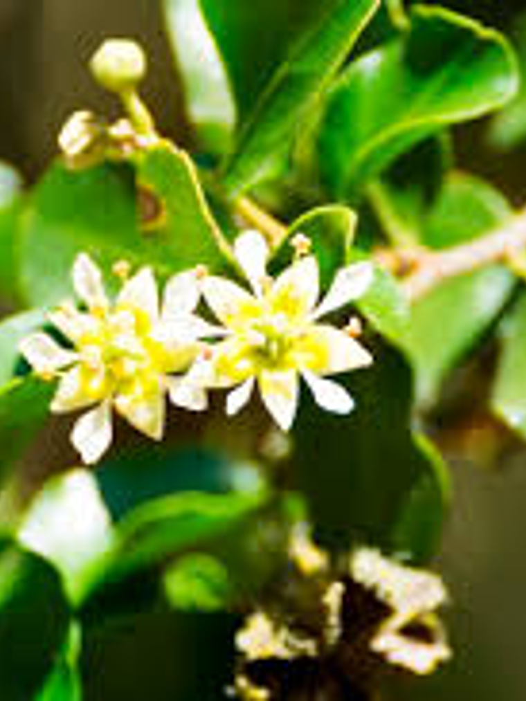 Esencia de Quillay 1