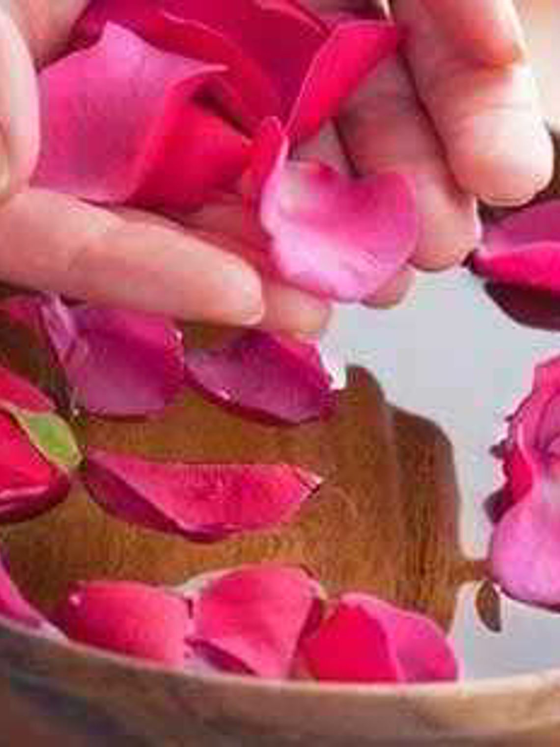 extracto pètalos de rosa 1