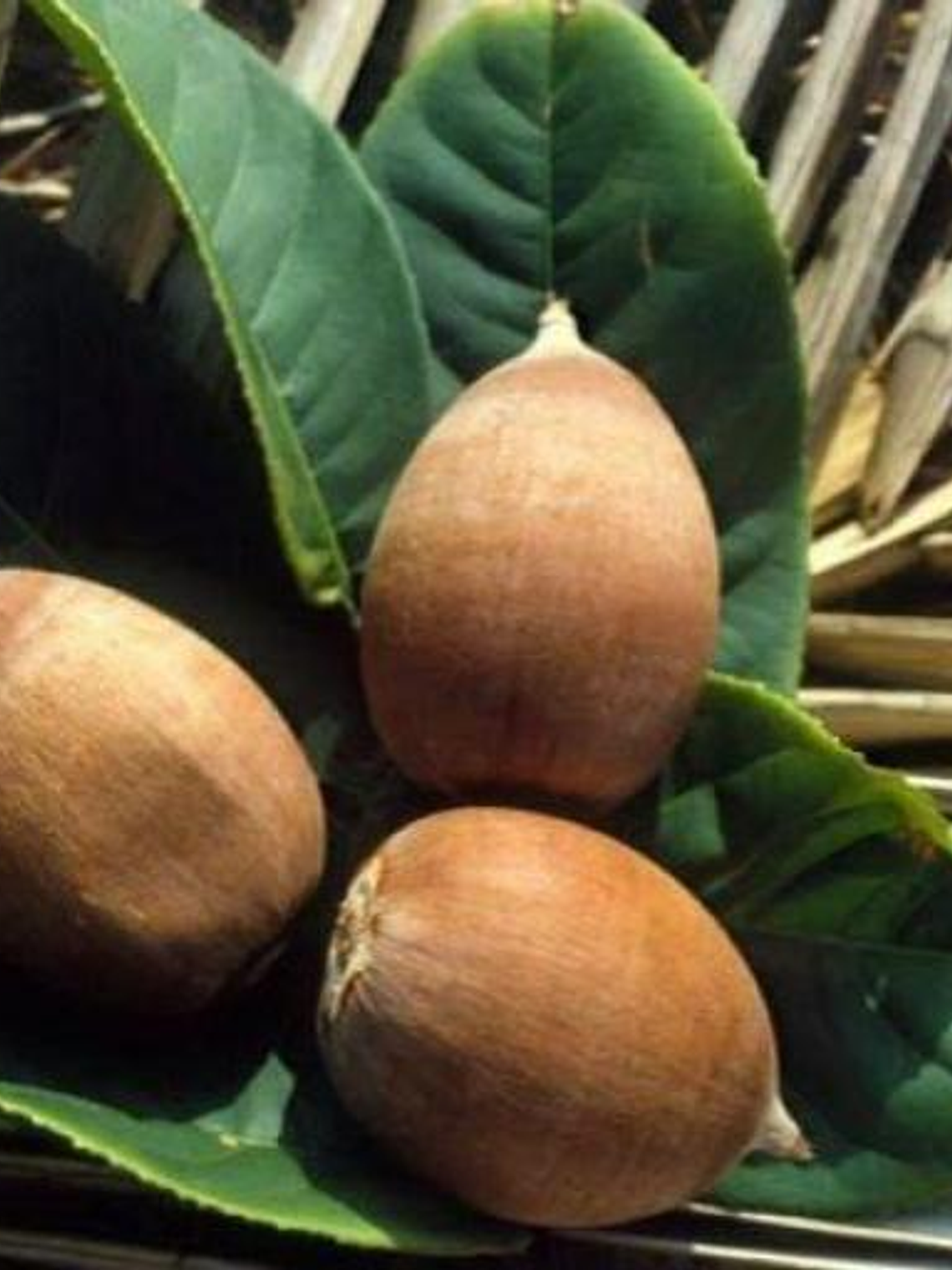 Aceite de Babassú  1