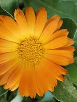 Esencia de caléndula