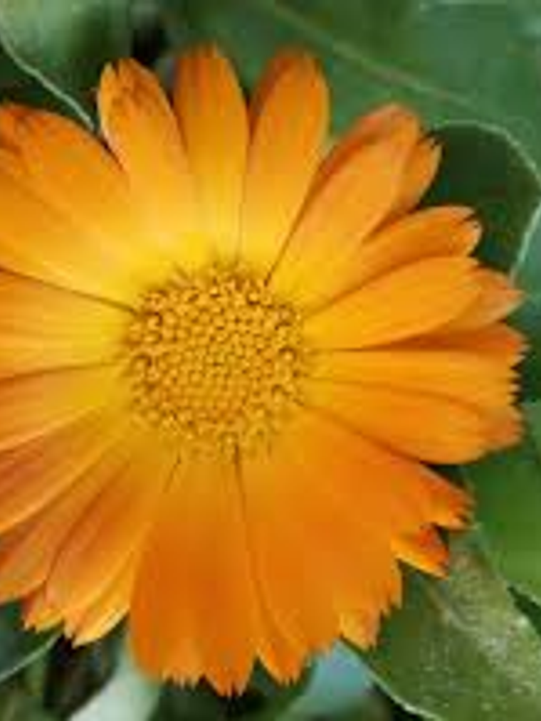 Esencia de caléndula 1