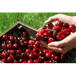 saborizante cherry