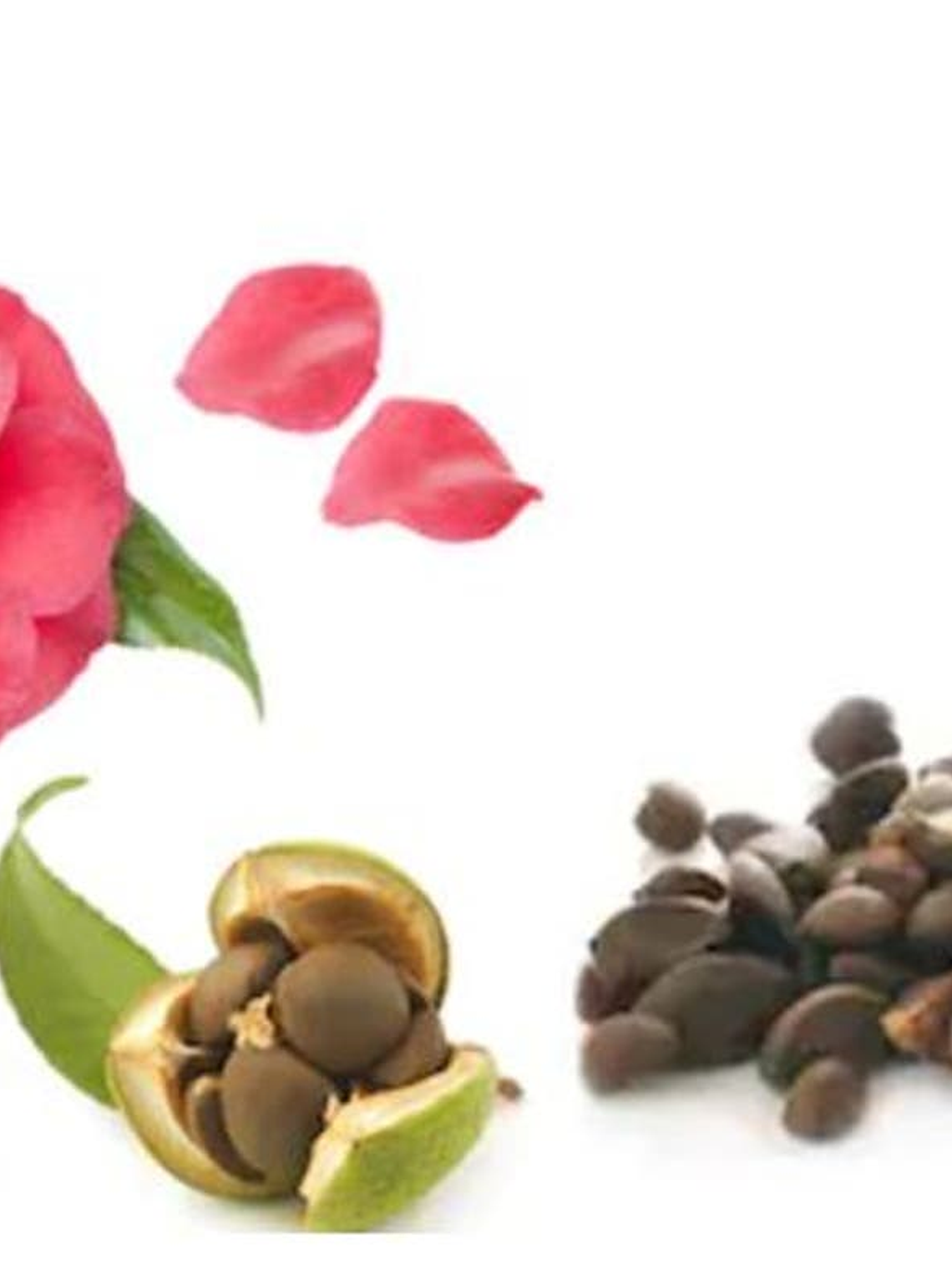 Aceite de Tsubaki  1