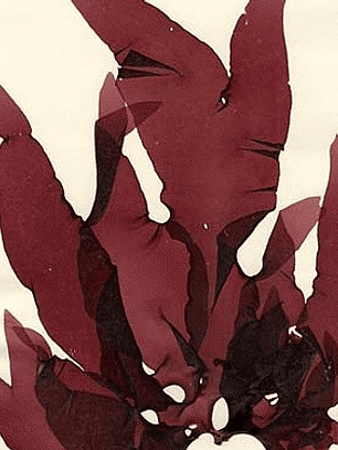 Alisa Nori... Adiós frizz y rulitos fáciles de peinar!! 