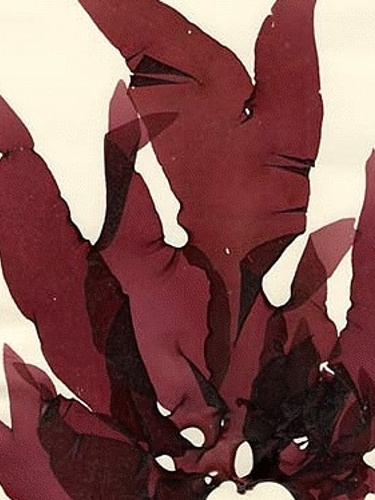 Alisa Nori... Adiós frizz y rulitos fáciles de peinar!!  1