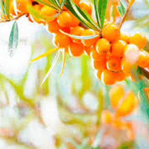 Aceite de espino amarillo