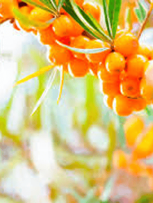 Aceite de espino amarillo