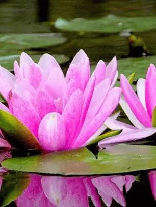 Hidrolato De Flor De Loto rosada